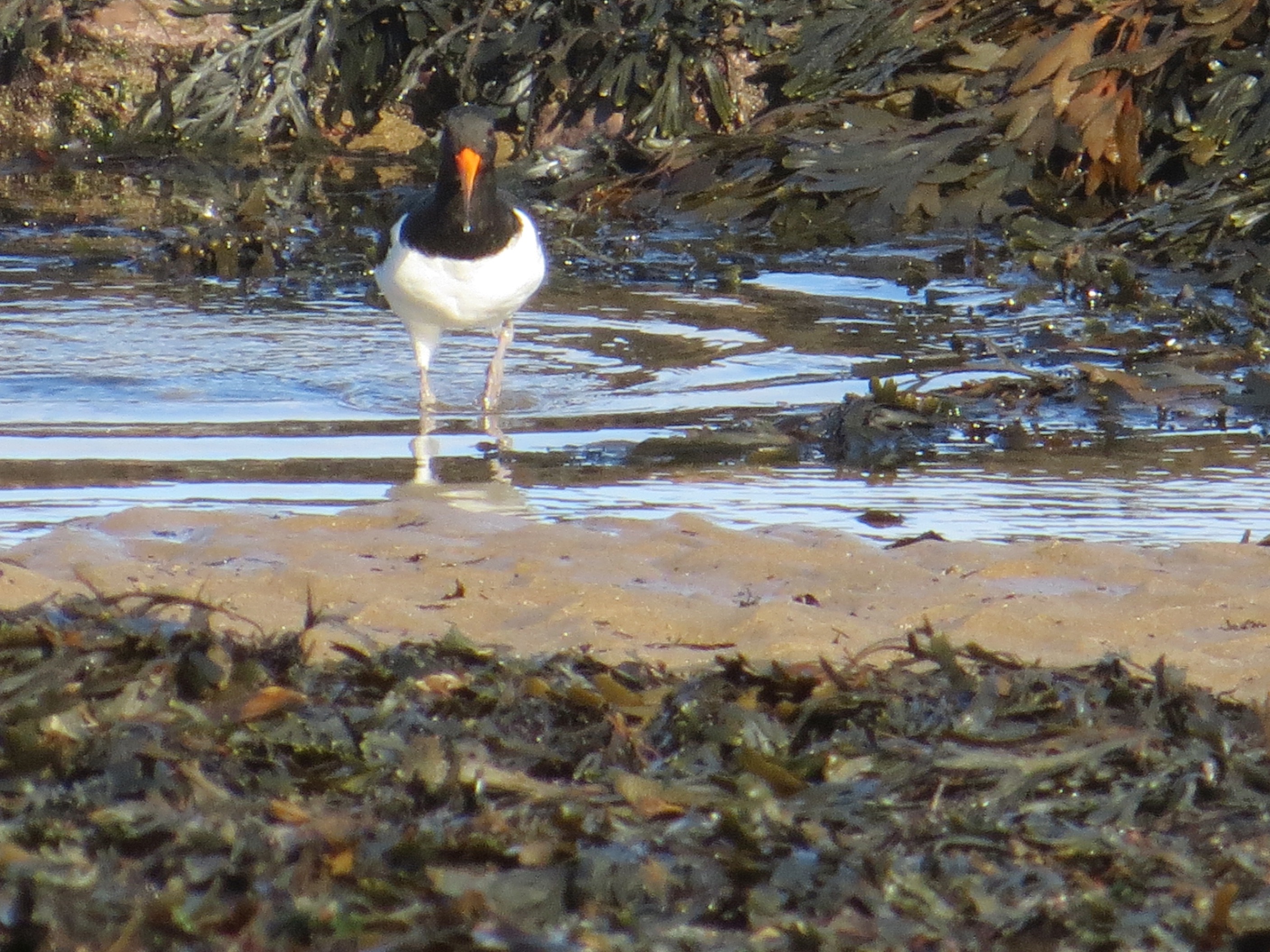 oyster catcher